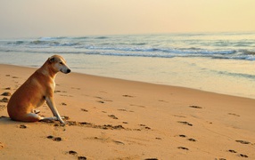 Собака около моря