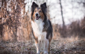 Cобачка на сухой траве