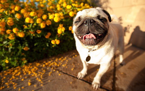 Собака мопс