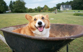 Dog velsh Corgi in a wheelbarrow