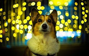 Dog velsh Corgi on a background of lights