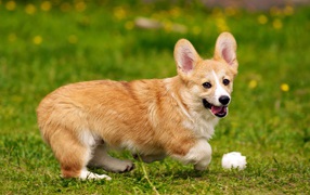 Dog velsh Corgi playing with a ball