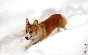 Собака вельш-корги бежит в снегу
