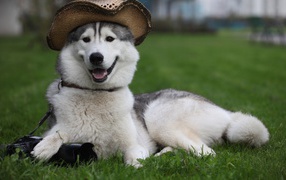 Собака с сумкой и в шляпе