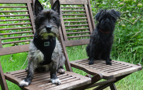 Собаки аффенпинчер на стульях