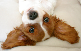 Ушастый кавалер кинг чарльз спаниель