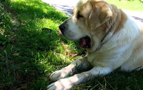Ушастый алабай зевает