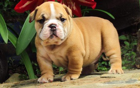 Английский бульдог под цветком