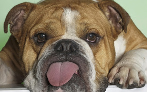 English Bulldog showing tongue