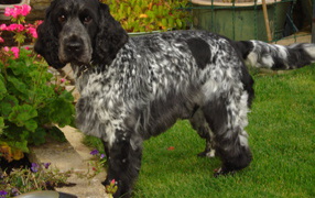 Английский кокер спаниель в саду