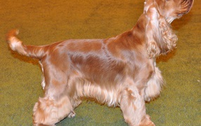 Английский кокер спаниель смотрит на хозяина