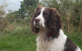 Английский спрингер спаниель на охоте