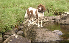 Английский спрингер спаниель на камне
