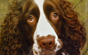 Доверчивый английский стрингер спаниель