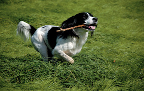 English Springer Spaniel with a stick