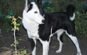 Собака европейская лайка