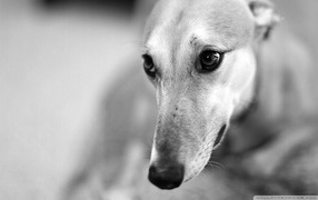 Expressive eyes hound dog