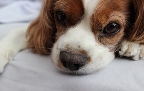 Глаза кавалер кинг чарльз спаниеля