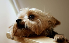 Глаза йоркширского терьера