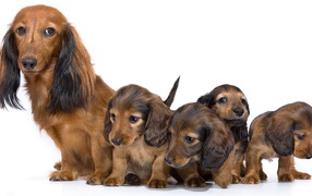 Семья собак такс