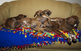 Семейство собак азавак