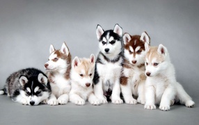 Family husky puppies
