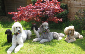 Семья пуделей отдыхает в тени