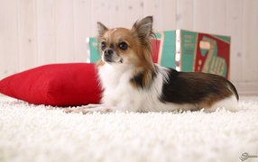Fluffy chihuahua on a red cushion