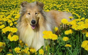 Fluffy collie among dandelions