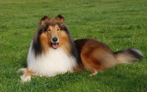 Fluffy collie resting on the lawn