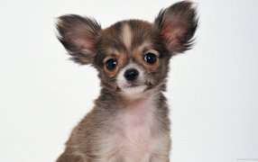 Пушистая собака чихуахуа