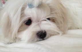 Пушистая болонка отдыхает