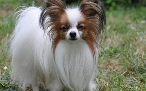 Пушистый папильон на траве