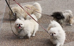 Four Pekinese on a walk