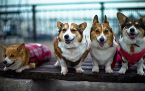 Четыре друга вельш-корги