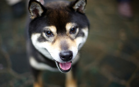 Дружелюбная собака