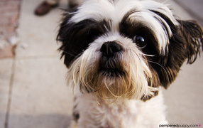 Испуганный взгляд шитцу