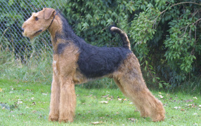Front dog Airedale