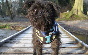 Забавный песик аффенпинчер