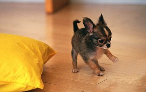Funny Chihuahua puppy playing