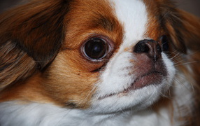 Забавный японский хин