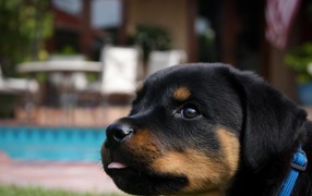 Забавный щенок ротвейлера