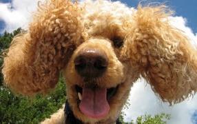 Funny brown poodle