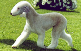 Забавный пес бедлингтон терьер