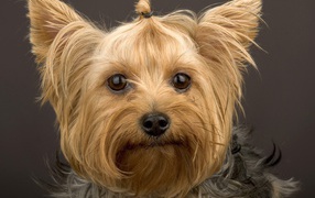 Забавный пес йоркширский терьер