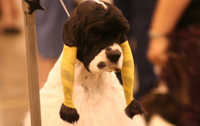 Забавная прическа американского кокер спаниеля