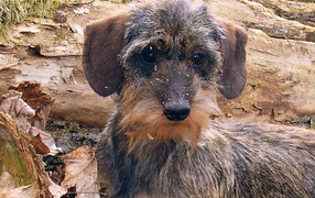 Пушистая такса в лесу