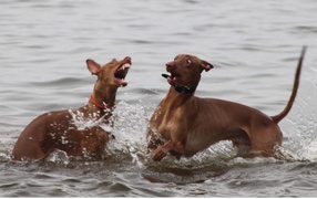 Игры фараоновых собак в воде