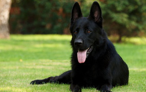 Немецкая овчарка черного цвета