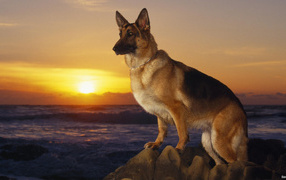 German Shepherd dog at sunset